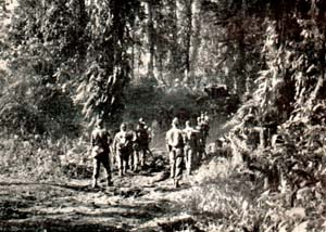 jungle-companions
