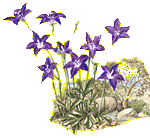 blue bells